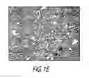 Fig. 04 - METHODS AND SYSTEMS FOR EXTENDED IN VITRO CULTURE OF NEURONAL CELLS