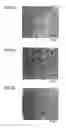 Fig. 08 - MEDICAMENT, DENTAL MATERIAL, AND METHOD OF SCREENING