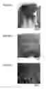 Fig. 22 - MEDICAMENT, DENTAL MATERIAL, AND METHOD OF SCREENING