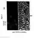 Fig. 06 - Antibodies directed against amyloid-beta peptide and methods using same