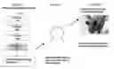 Fig. 01 - Methods of identifying peptides and compositions that bind to oocytes in a species-specific manner