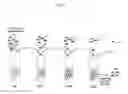 Fig. 04 - Methods of identifying peptides and compositions that bind to oocytes in a species-specific manner
