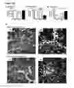 Fig. 17 - Methods for mobilizing mesenchymal stem cells in a patient