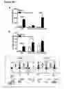 Fig. 21 - Methods for mobilizing mesenchymal stem cells in a patient