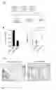 Fig. 08 - METHOD FOR IN-VITRO DETECTING PATHOGENIC T HELPER CELLS AND PHARMACEUTICAL COMPOSITIONS FOR TREATING AUTOIMMUNE DISEASES