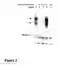 Fig. 03 - LUCA2 and Antibodies That Bind Thereto