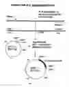 Fig. 02 - TRUNCATED RECOMBINANT MAJOR OUTER MEMBRANE PROTEIN ANTIGEN (R56) OF ORIENTIA TSUTSUGAMUSHI STRAINS KARP, KATO and GILLIAM AND ITS USE IN ANTIBODY BASED DETECTION ASSAYS AND VACCINES
