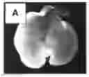 Fig. 01 - Production of and uses for decellularized lung tissue