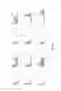 Fig. 08 - Production of and uses for decellularized lung tissue
