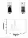 Fig. 02 - Single-Walled Carbon Nanotube/Bioactive Substance Complexes and Methods Related Thereto
