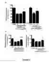 Fig. 04 - ANTI-ANGIOGENESIS, ANTICANCER PROLIFERATION PROPERTIES OF LYMPHOCYTIC-DERIVED MICROPARTICLES