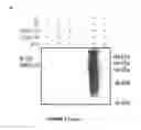 Fig. 07 - COPI MOLECULES AND USES THEREOF
