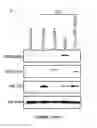 Fig. 11 - COPI MOLECULES AND USES THEREOF