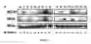 Fig. 29 - COPI MOLECULES AND USES THEREOF