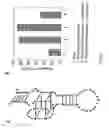 Fig. 06 - Method of detecting target molecule by using aptamer