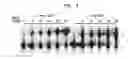 Fig. 04 - Polymerases for Incorporating Modified Nucleotides
