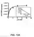 Fig. 56 - CYCLIC NUCLEOTIDE-SPECIFIC PHOSPHODIESTERASES FROM LEISHMANIA AND USES THEREOF