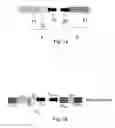 Fig. 02 - Baculovirus expression vector and method therewith for generating immunogenicity in a host