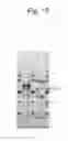 Fig. 22 - Hydrogen peroxide-forming NADH oxidase and DNA encoding the same