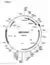 Fig. 06 - MALIC ACID PRODUCTION IN RECOMBINANT YEAST