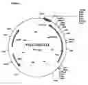 Fig. 07 - MALIC ACID PRODUCTION IN RECOMBINANT YEAST