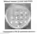 Fig. 01 - Development of strains of the thermotolerant yeast capable of alcoholic fermentation of starch and xylan by expression of starch and xylan degrading enzymes