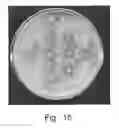 Fig. 16 - Development of strains of the thermotolerant yeast capable of alcoholic fermentation of starch and xylan by expression of starch and xylan degrading enzymes