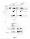Fig. 02 - METHOD FOR RESTORING BMP-RECEPTOR SIGNALING IN A CELL