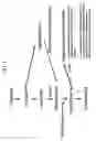 Fig. 04 - Nucleic acid molecules encoding alanine 2,3-aminomutases