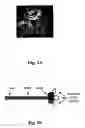 Fig. 04 - Infectivity-enhanced conditionally-replicative adenovirus and uses thereof