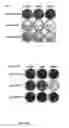 Fig. 25 - Infectivity-enhanced conditionally-replicative adenovirus and uses thereof