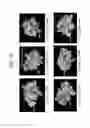 Fig. 14 - Toxin peptide therapeutic agents