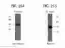 Fig. 43 - Toxin peptide therapeutic agents