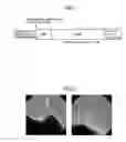 Fig. 02 - Method for culturing human periosteum