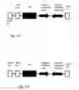 Fig. 05 - Transgenically mitigating the establishment and spread of transgenic algae in natural ecosystems by suppressing the activity of carbonic anhydrase