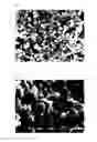 Fig. 02 - Silicon-containing particles, method for manufacturing thereof, oil composition, ceramic material, and method for manufacturing thereof