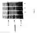 Fig. 09 - Methods for the Detection of Colorectal Cancer