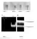 Fig. 03 - Magnetic-nanoparticle conjugates and methods of use
