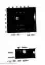 Fig. 08 - Magnetic-nanoparticle conjugates and methods of use