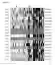 Fig. 19 - Method and nucleic acids for the analysis of colon cell proliferative disorders