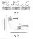Fig. 03 - SERS-BASED, SINGLE STEP, REAL-TIME DETECTION OF PROTEIN KINASE AND/OR PHOSPHATASE ACTIVITY