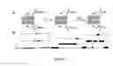Fig. 02 - Ion channel-forming peptides