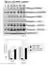 Fig. 06 - Bone Morphogenetic Proteins for Appetite Control