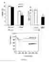 Fig. 09 - Bone Morphogenetic Proteins for Appetite Control