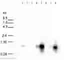 Fig. 01 - Therapeutic agent for diabetes