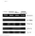 Fig. 08 - Composition Comprising Polysaccharide Extracted from Panax Ginseng Preventing and Treating Liver Diseases
