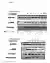 Fig. 09 - Composition Comprising Polysaccharide Extracted from Panax Ginseng Preventing and Treating Liver Diseases