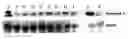 Fig. 01 - COMPOSITION AND METHODS USED DURING ANTI-HIV TREATMENT