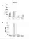 Fig. 09 - Neurons, astrocytes and oligodendrocytes differentiated from a mammalian pluripotent or neural stem cells exposed to a pyridine deriviative
