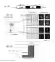 Fig. 06 - ANTIBIOTIC COMPOUNDS